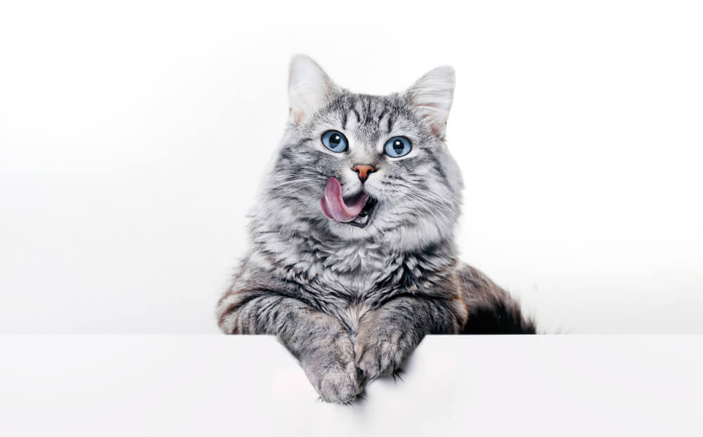 Total Vet How Long Does it Take for Salmon Oil to Work on Cats