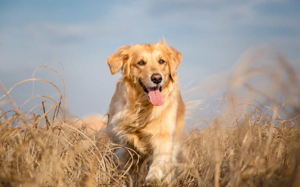 Total Vet How Long Will a Dog Live After Being Diagnosed With Cancer