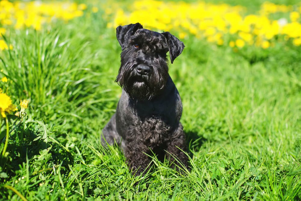 Total Vet How Much Coconut Oil can I Give My Dog