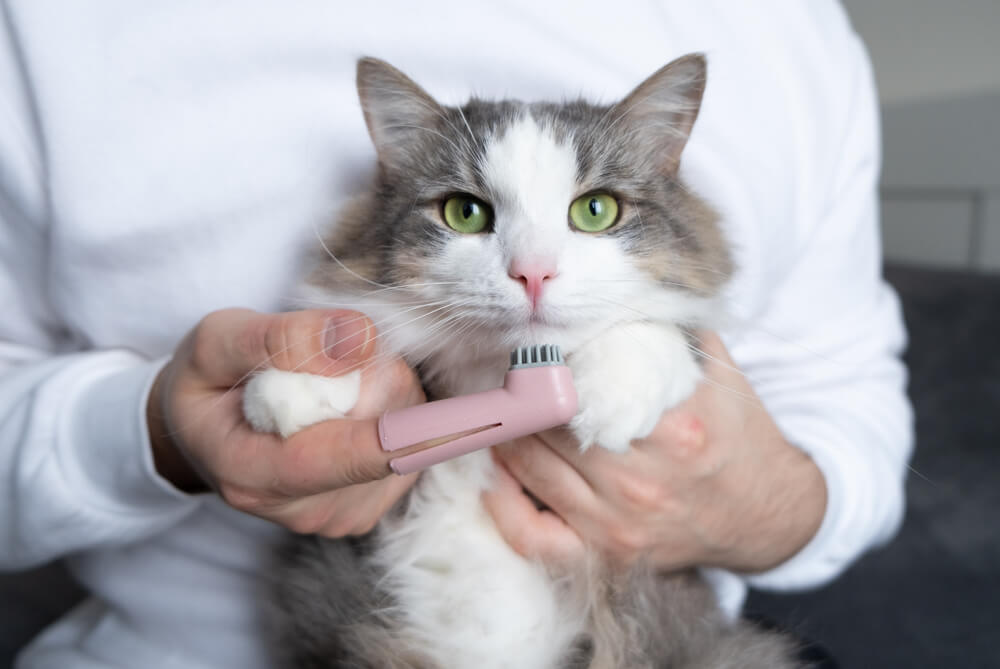 Total Vet How Often Should a Cats Teeth Be Cleaned