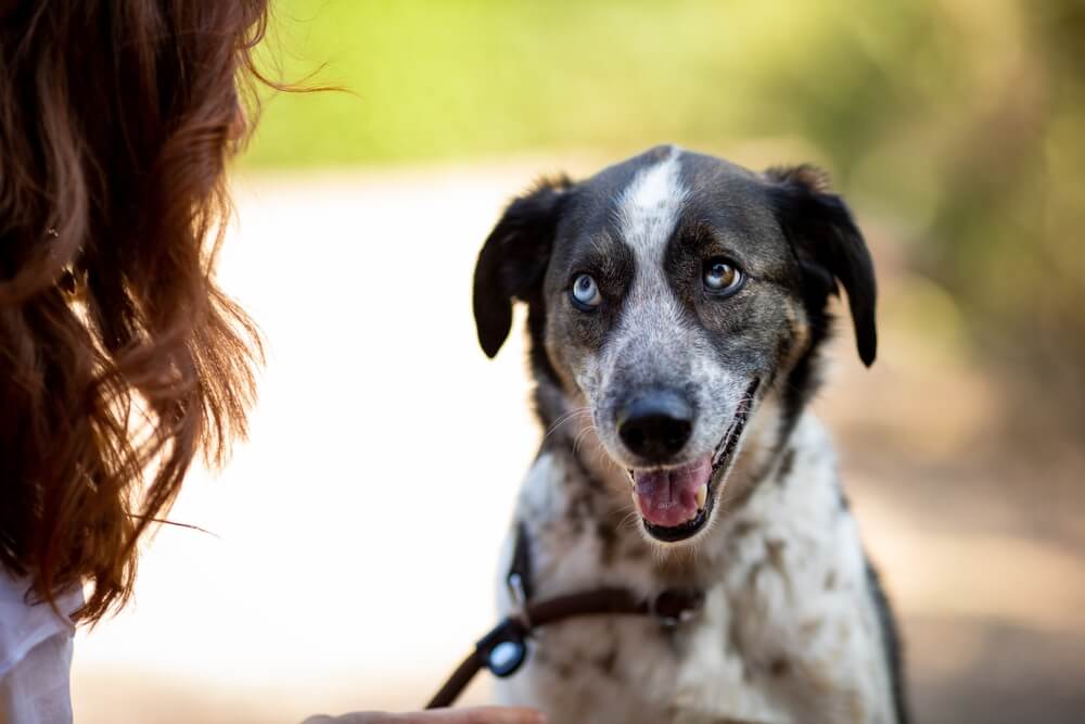 Total Vet How do Dogs Communicate With Their Eyes