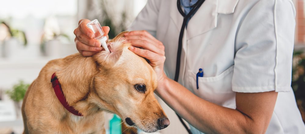 Total Vet How do I Clean My Dog's Ears