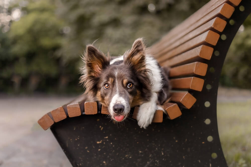 Total Vet How do I Keep My Dogs Eyes Healthy