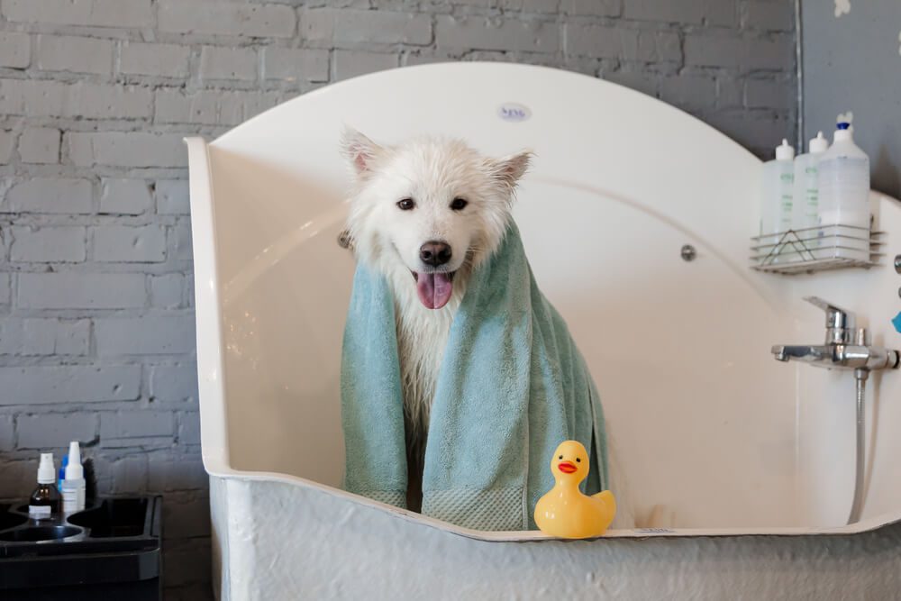 Total Vet How do You Make Homemade Dog Shampoo