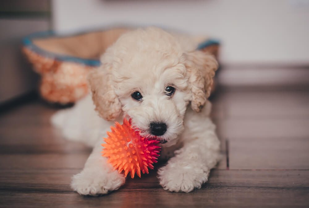 Total Vet How do You Stop Separation Anxiety in Puppies