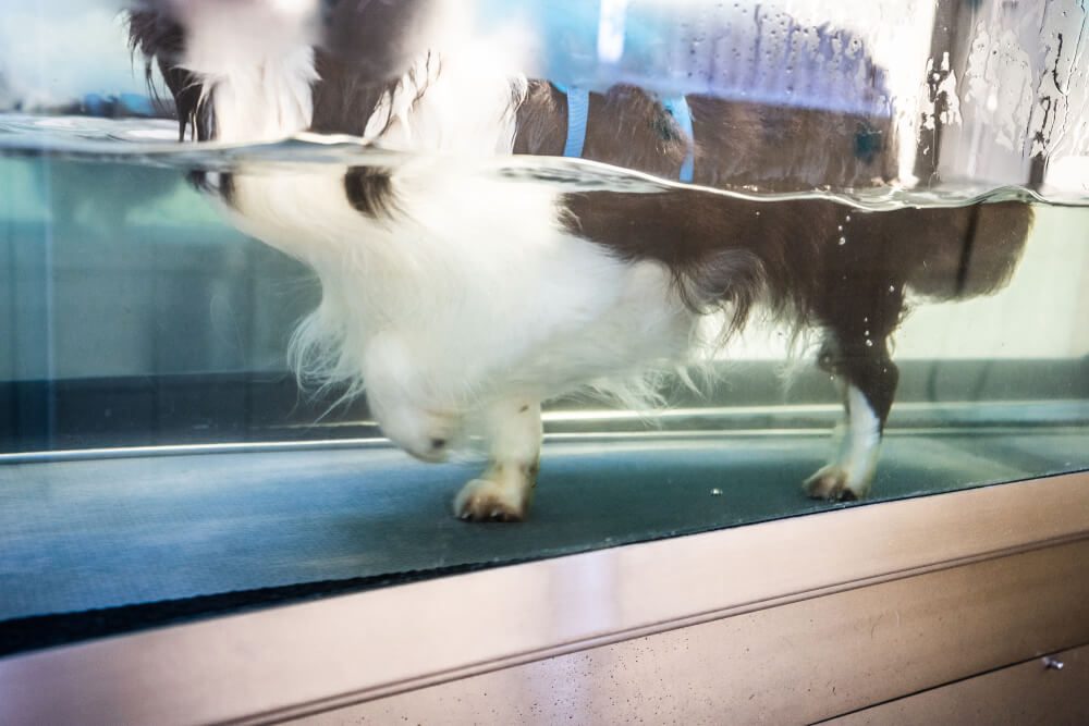 Total Vet how do you treat arthritis in dogs