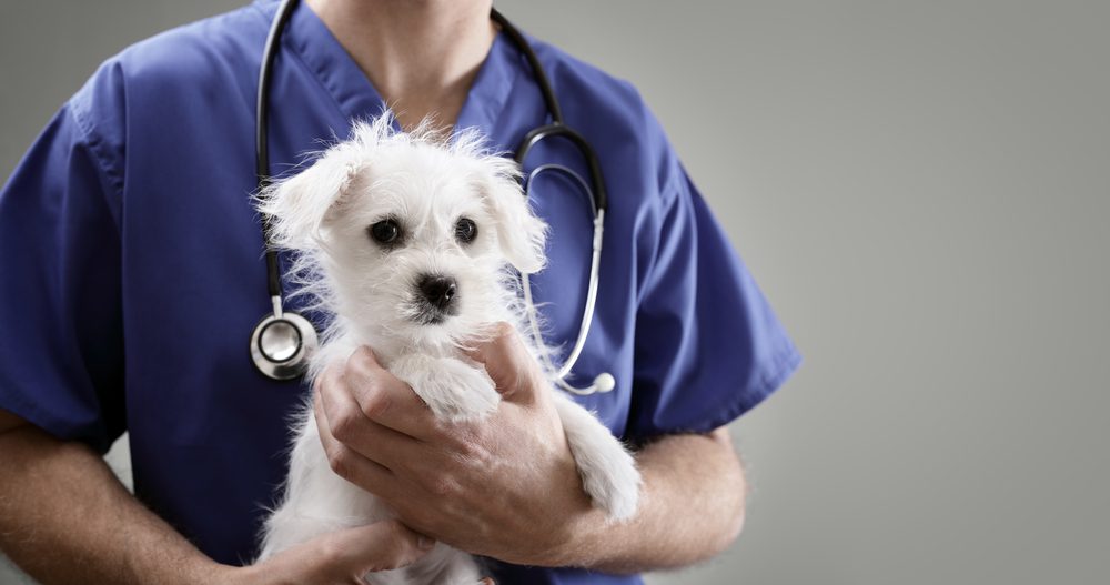 Total Vet How do You Treat Bladder Cancer in Dogs