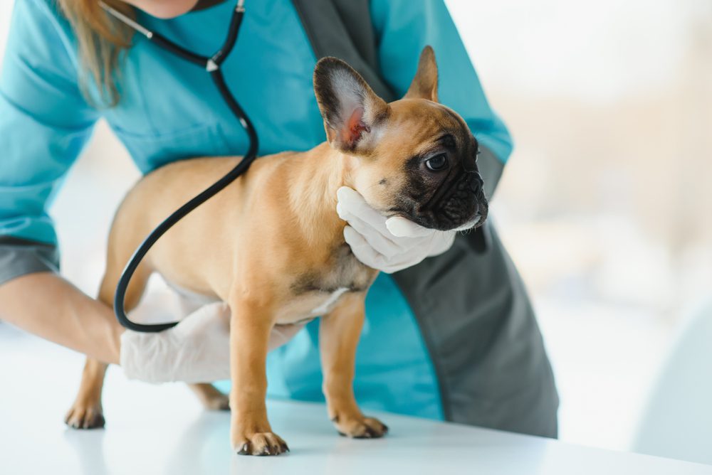 Total Vet How is Cancer in Dogs Diagnosed