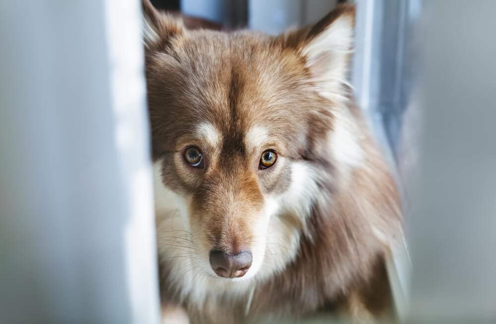 Total Vet How is Entropion in Dogs Diagnosed