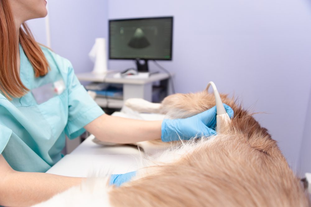 How is a Dog Abortion Done