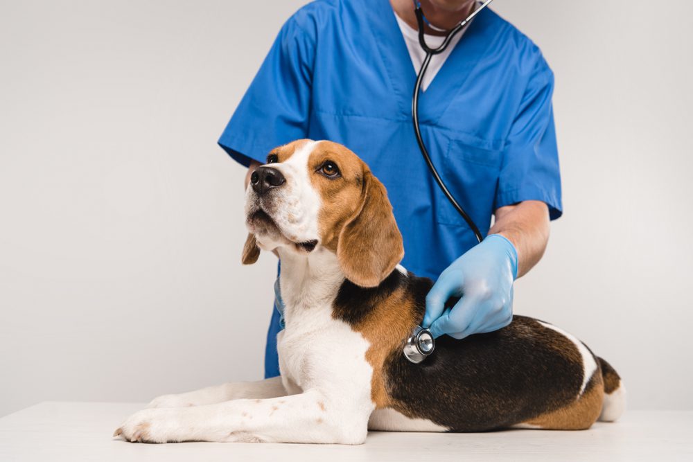 How is a Mast Cell Tumor in a Dog Diagnosed