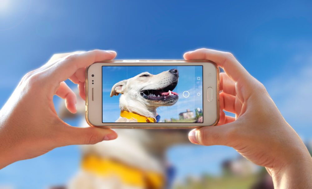 How to Ensure That Your Dog is Never Lost Again