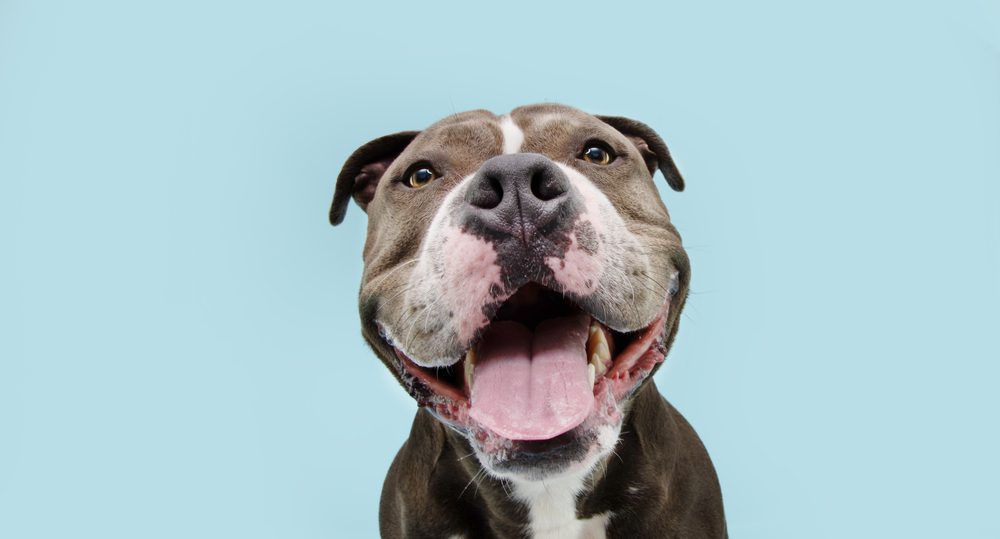 How to Shop for the Best Dry Shampoo for Dogs