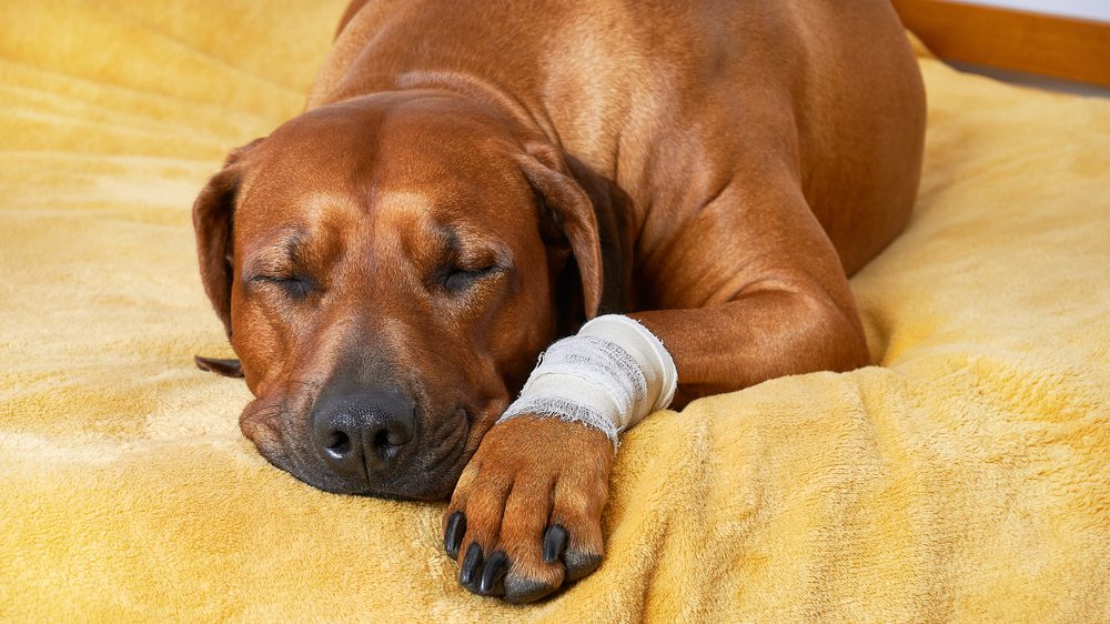 Honestpaws Total Vet How to Use Neosporin on Dogs