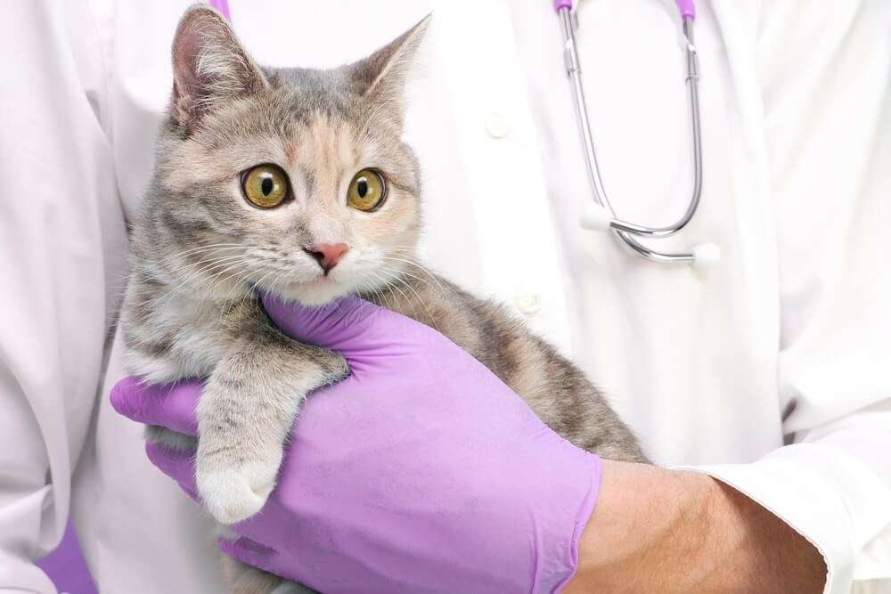 Total Vet How will a Vet Treat Cat Vomiting