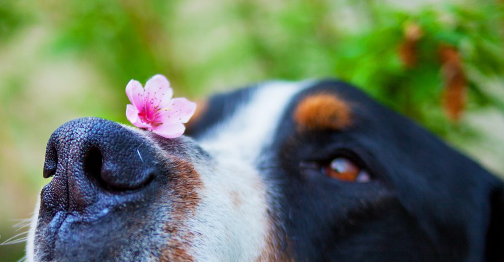 How Long does it Take for Probiotics to Work for Dog Skin Allergies