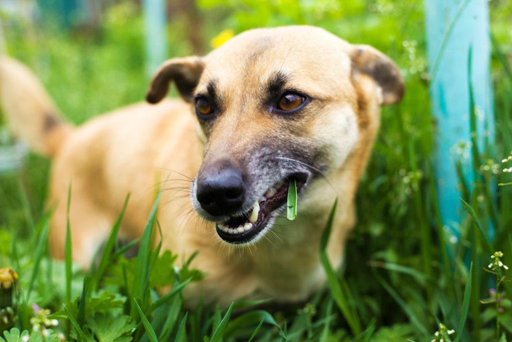 How to Prevent an Upset Stomach in Dogs