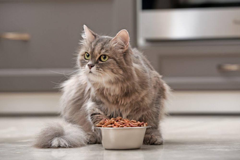 Total Vet How to Find the Best Probiotics for Cats