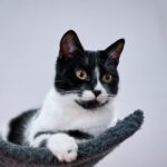 Human Probiotics for Cats