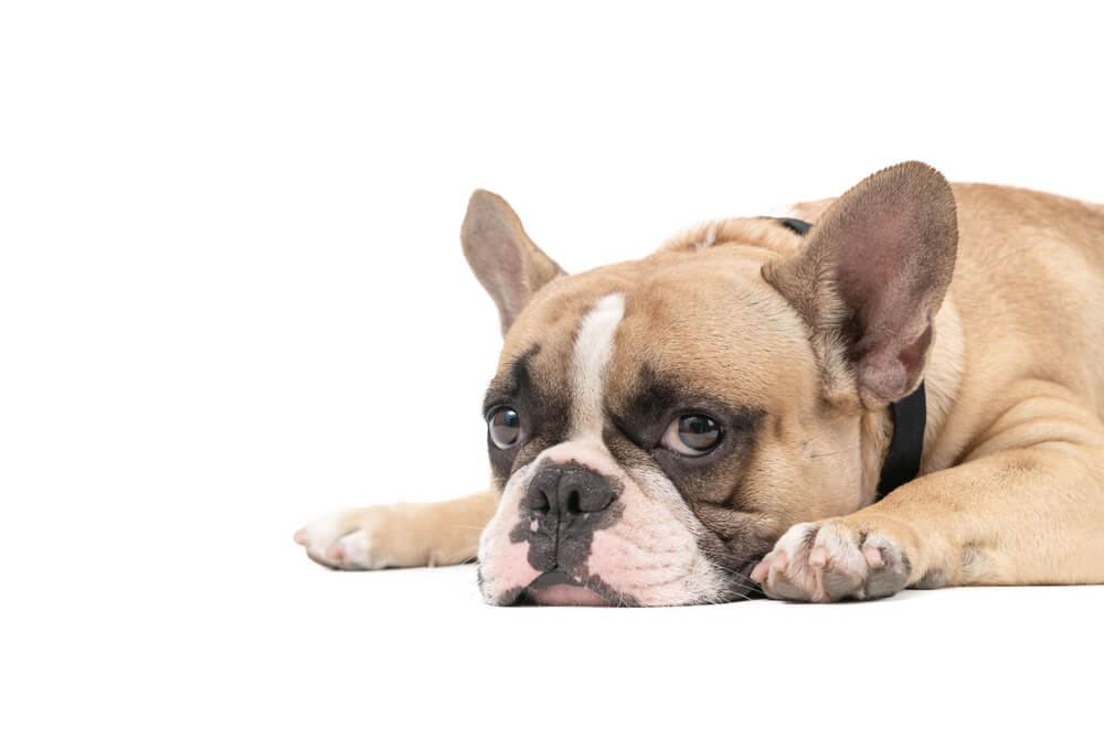 HypothyroidisminDogsABriefGuide Total Vet hypothyroidism in dogs