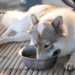 IAMS Dog Food