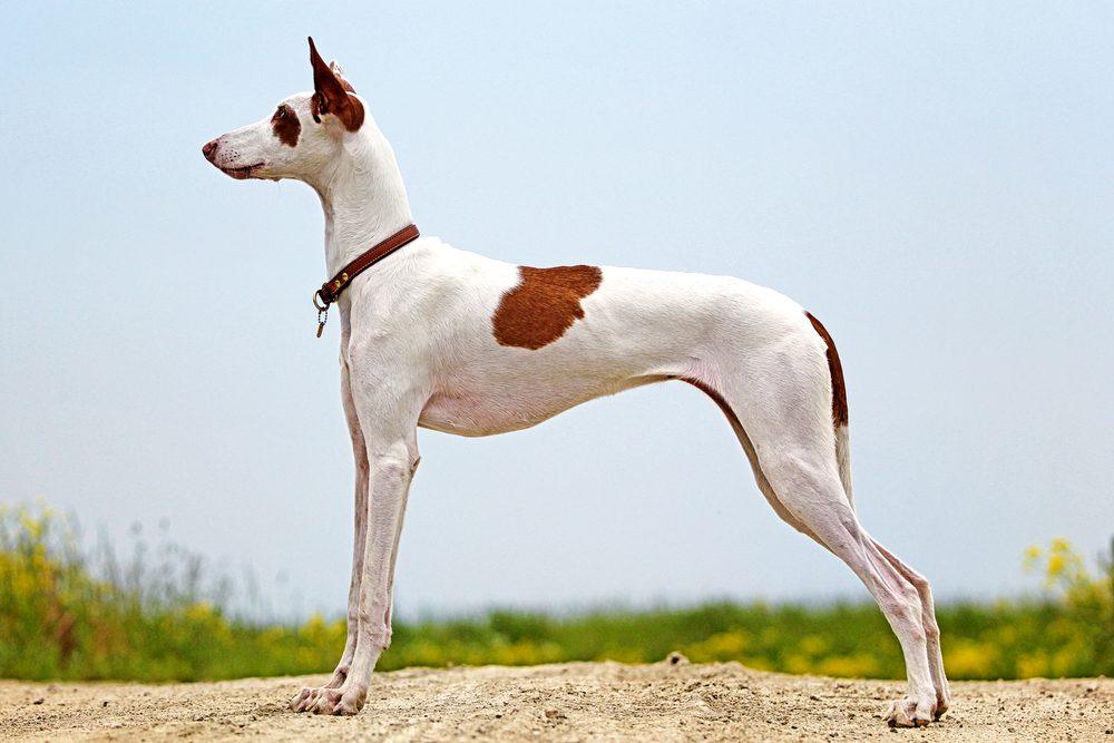 Total Vet Ibizan Hound
