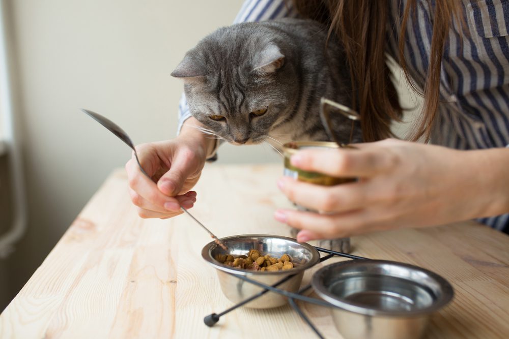Total Vet Imodium Alternatives for Cats