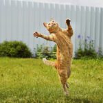 Imodium for Cats