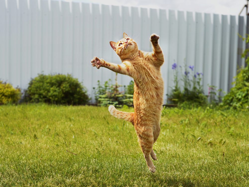 Imodium for Cats