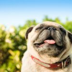 Imodium for Dogs