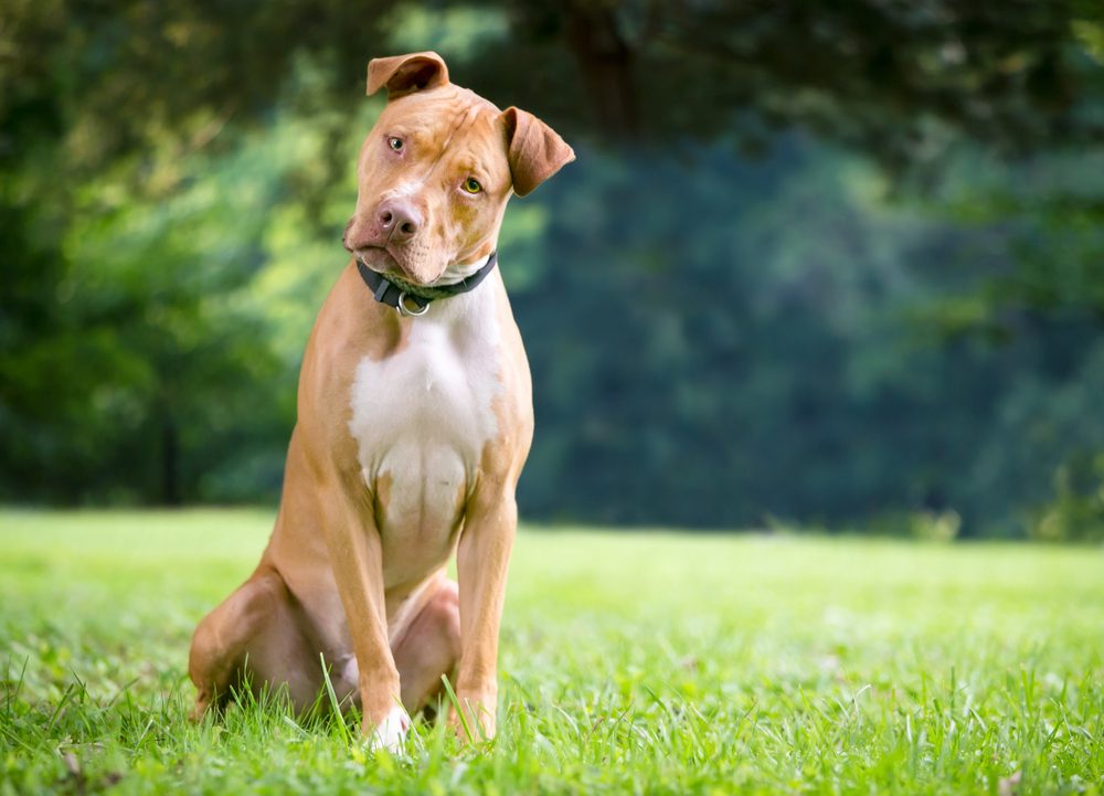 Is Dog Abortion Legal