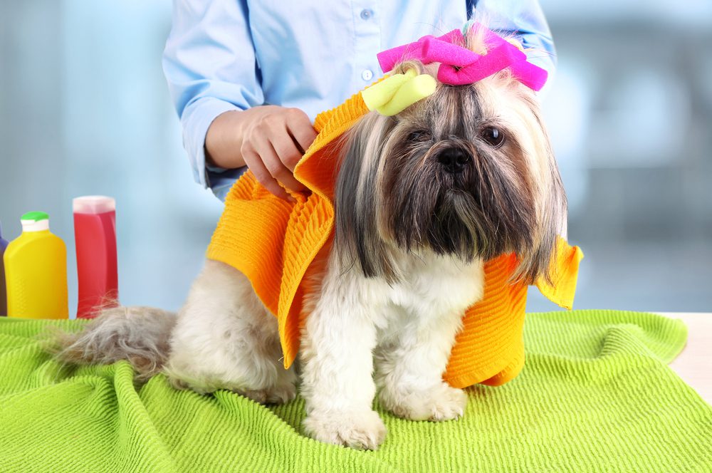 Is Dry Shampoo Good for Dogs
