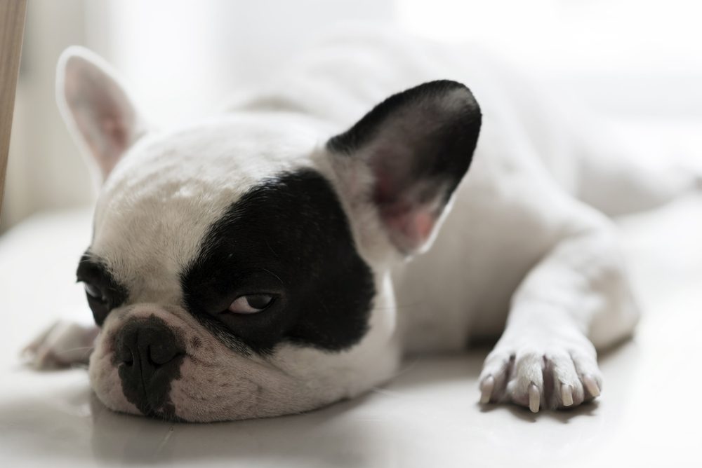 Total Vet Is My Dog Lethargic or Just Tired