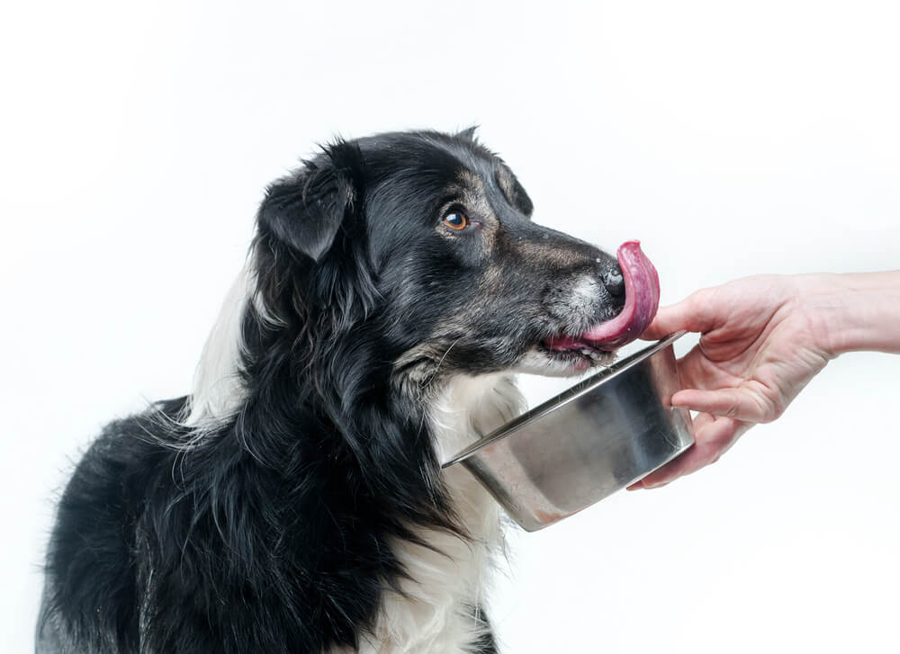 Total Vet Is Ollie Dog Food Worth it