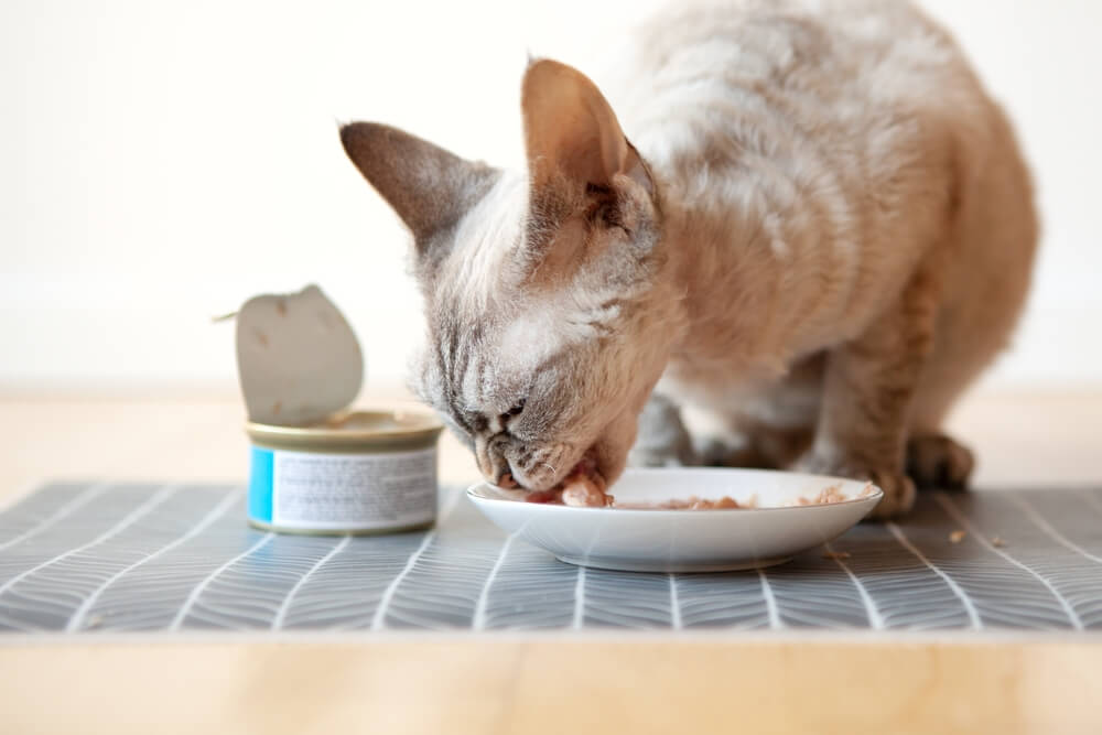 healthy diet for arthritic cats 