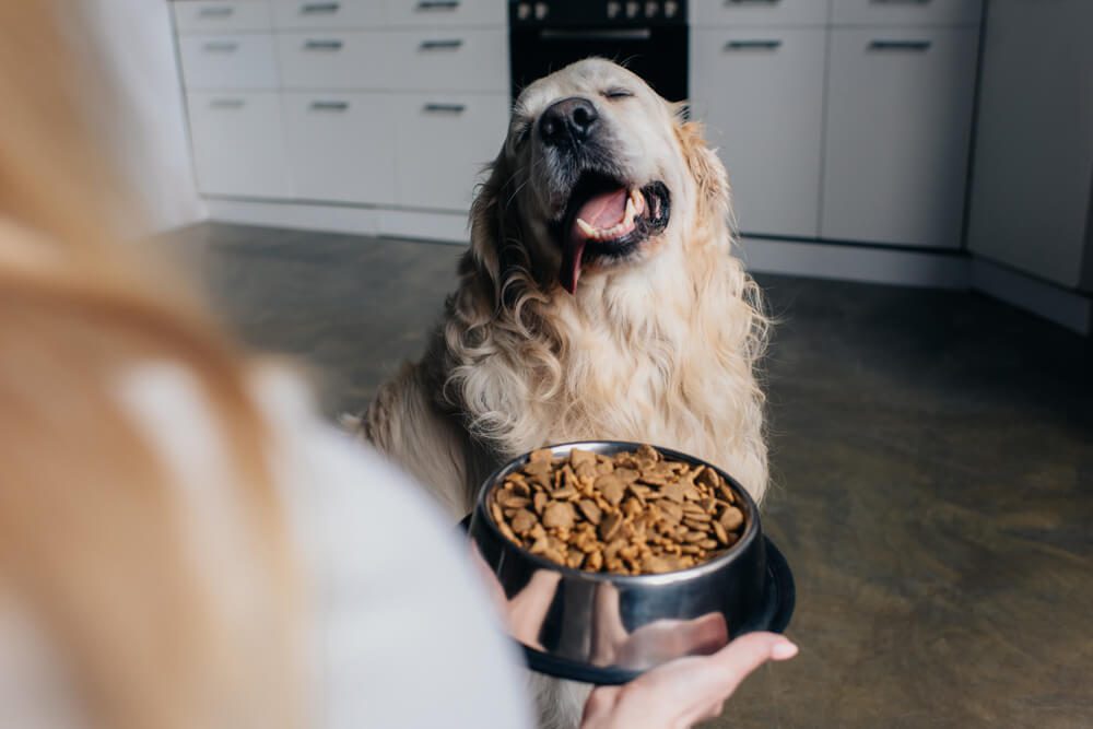 Total Vet Is The Honest Kitchen Dog Food Worth it