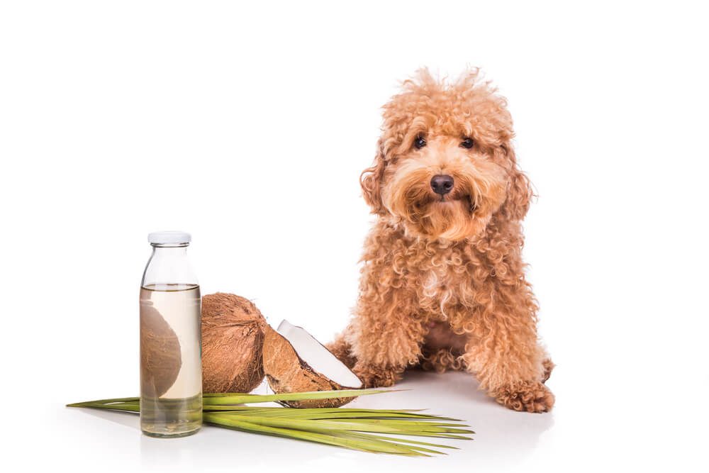 Total Vet Coconut Oil Dog Dandruff