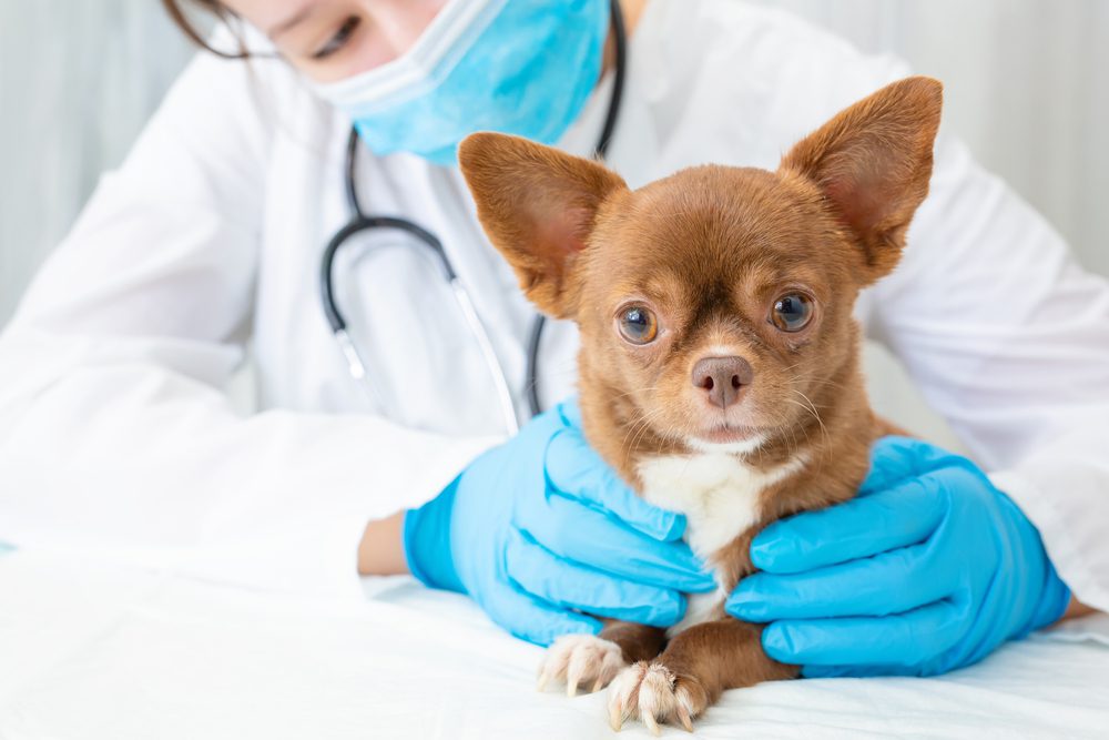 Total Vet Is it Safe to Give NexGard to Dogs