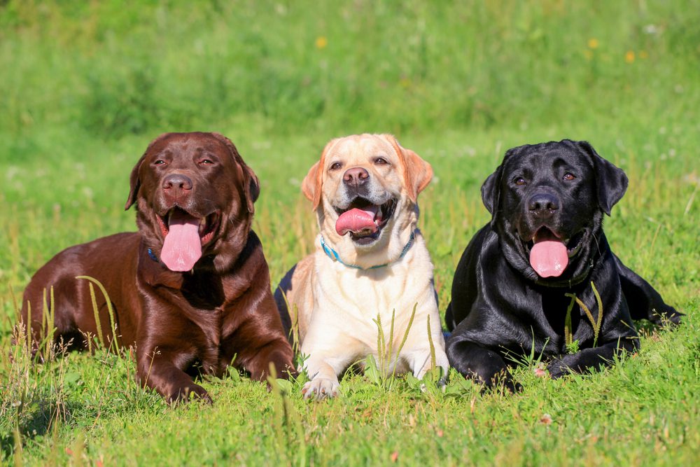 Total Vet Labrador retriever