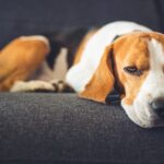 Lethargic Dog