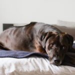 luxating patella in dogs