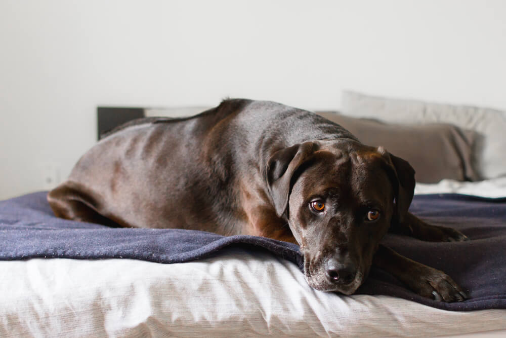 LuxatingPatellainDogsPainfulbutTreatable Total Vet luxating patella in dogs