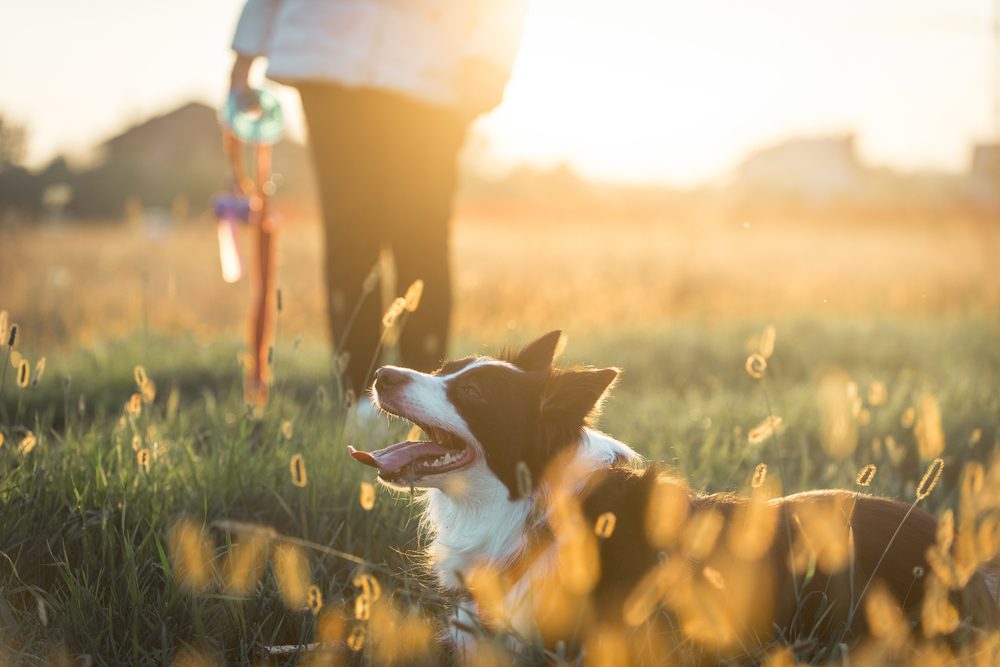 Total Vet Metacam Alternatives for Dogs