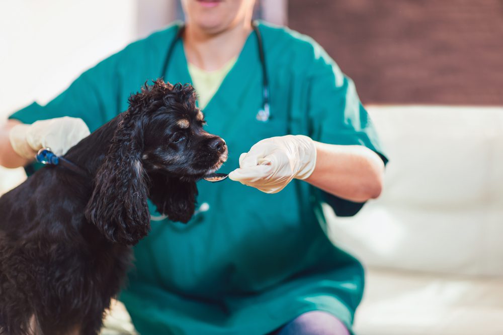 Total Vet Metacam Meloxicam for Dogs