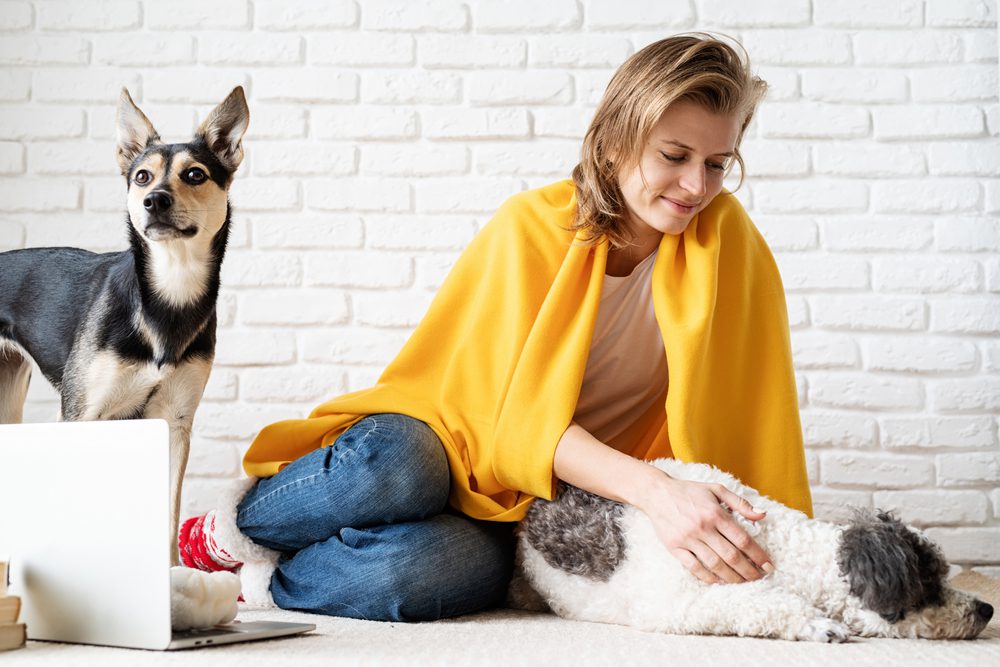 CBD Dog Immune System Supplements Immune System Supplements for Dogs | Honest Paws Total Vet Metronidazole for dog diarrhea