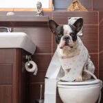 Metronidazole for dogs