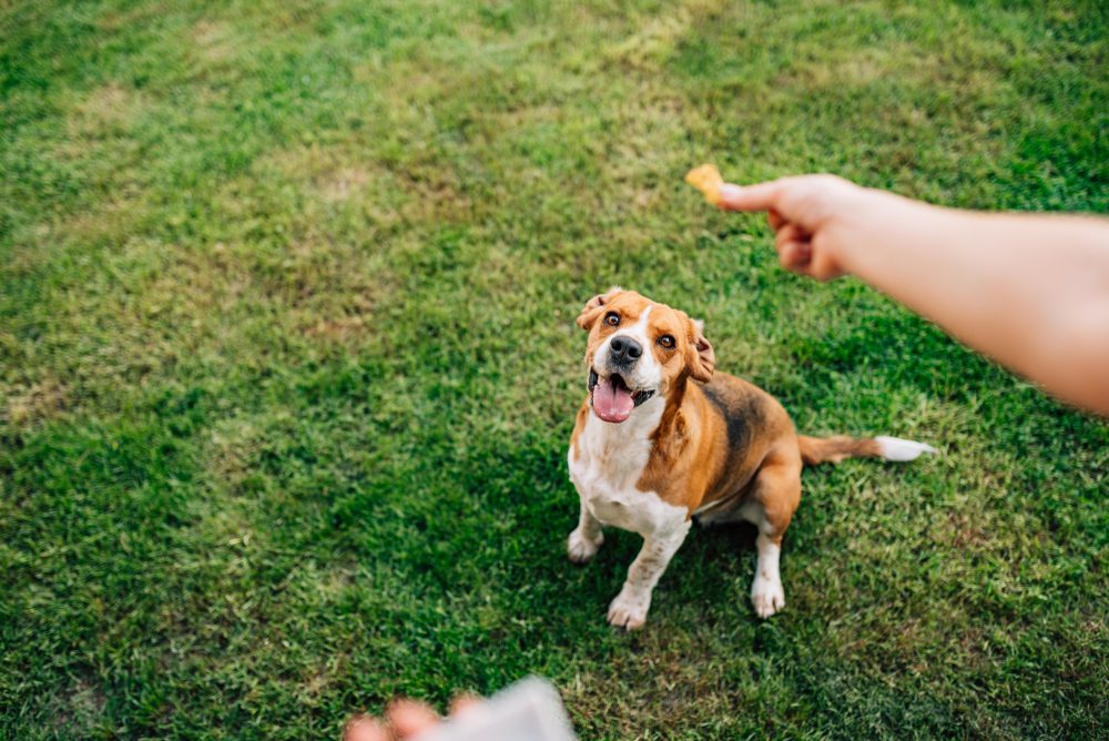 Total Vet NexGard Alternatives for Dogs