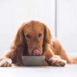Ollie Dog Food