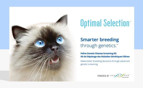 CloseUpPortraitFunnyDogJackRussellTerrierLyingOn Total Vet Wisdom Panel Optimal Selection Feline