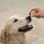 Pawfy Probiotics for Dogs